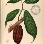 cacao plant